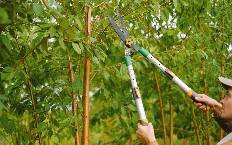 Tree trimming in Keokuk, IA